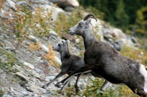 mountain goats