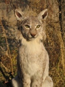 lynx